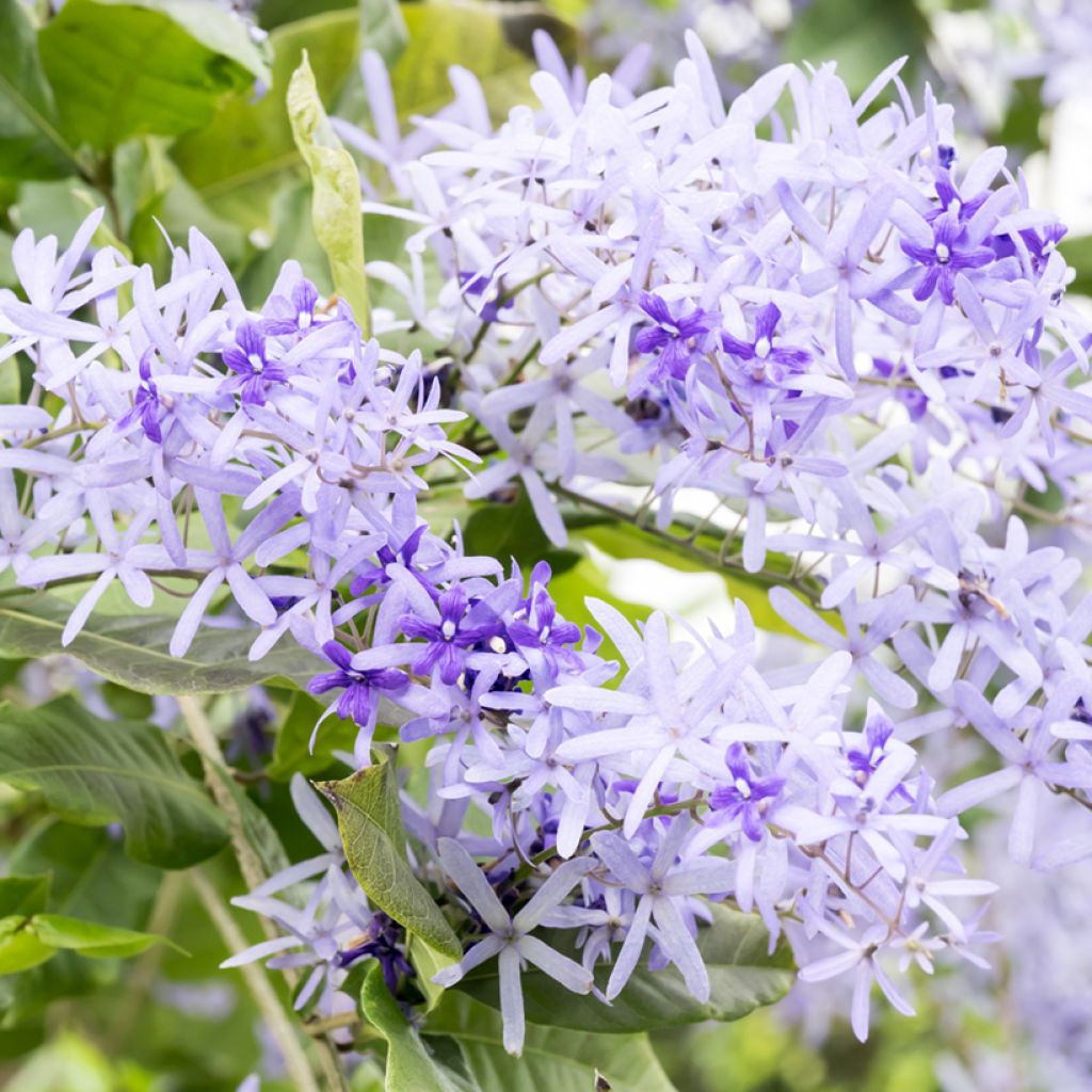 Petrea volubilis - Purpurkranz