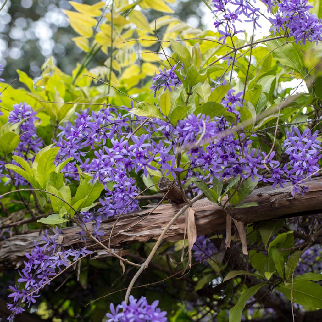 Petrea volubilis - Purpurkranz