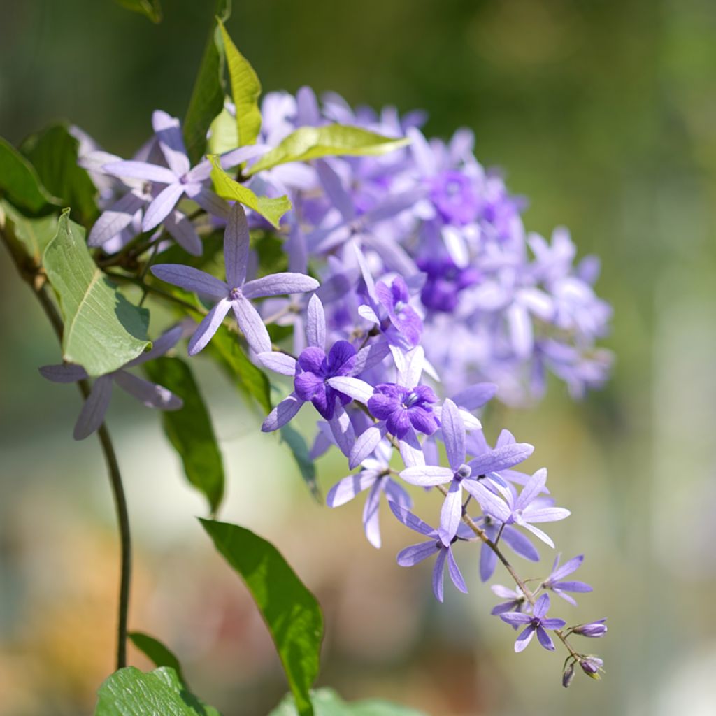 Petrea volubilis - Purpurkranz