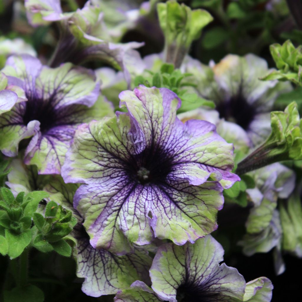 Petunia Amazonas Plum Cockatoo
