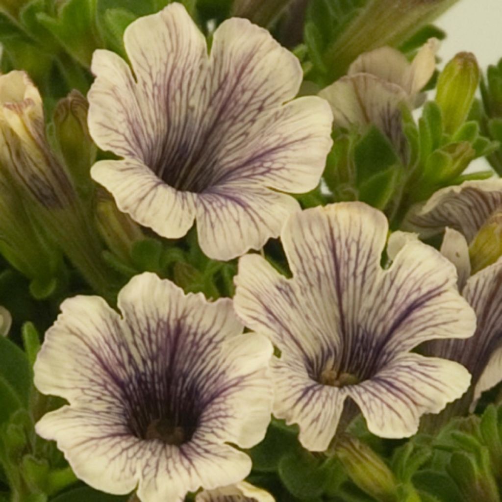 Petunia Tiny Pleasure Cream Black Vein