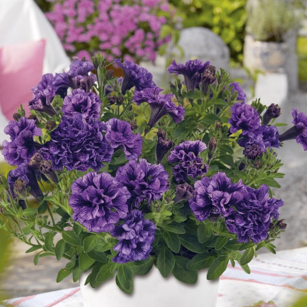 Petunia Tiny Pleasure Double Amethyst Vein