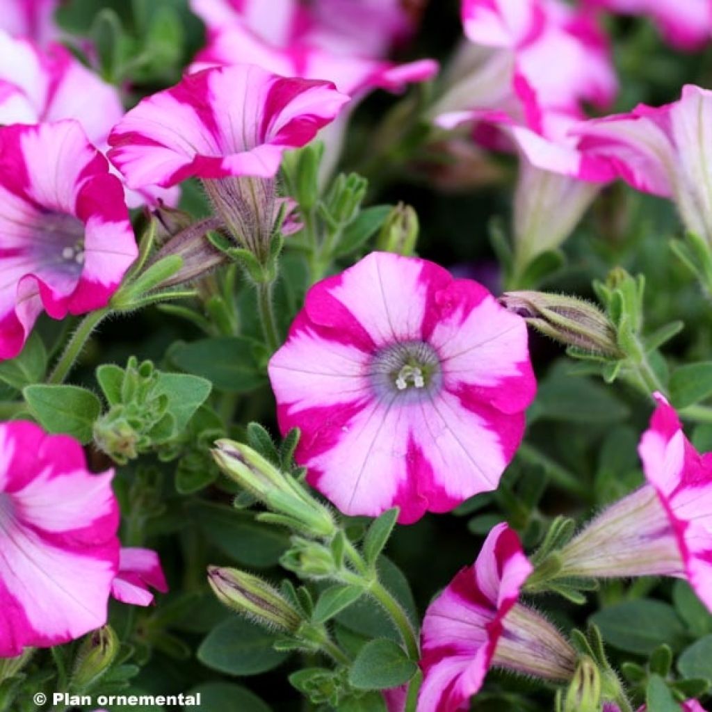 Petunia Supertunia Mini Blast Rose