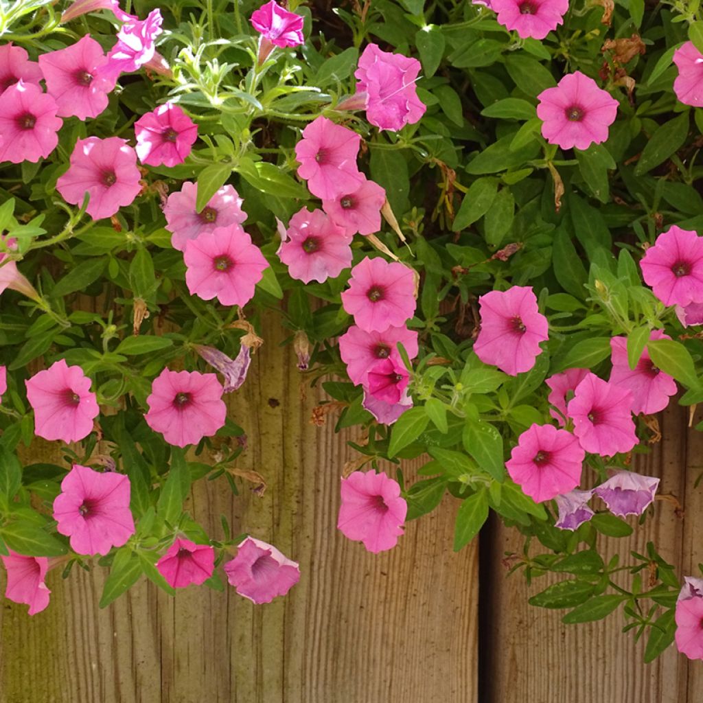 Petunia Supertunia Vista Bubblegum