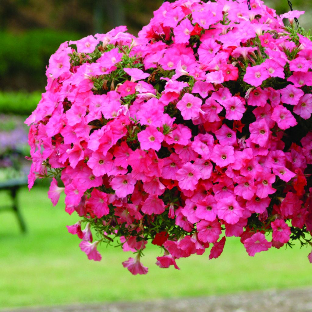 Petunia Coral Reef (Samen)