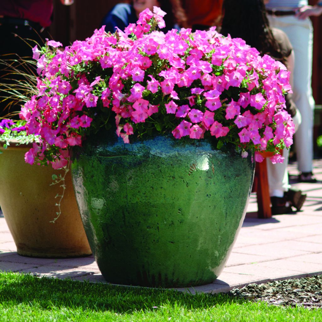 Petunia Coral Reef (Samen)