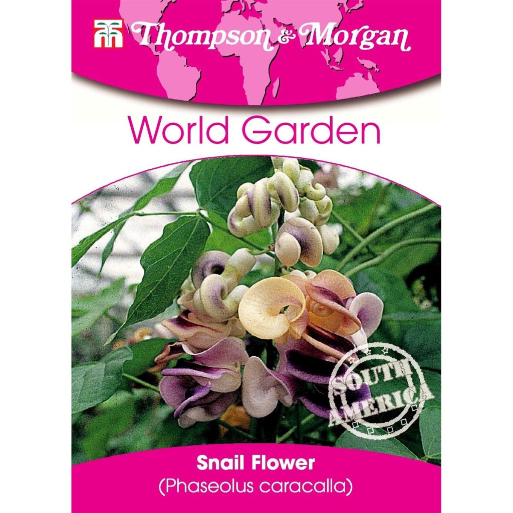 Phaseolus caracalla (Samen) - Langbohne