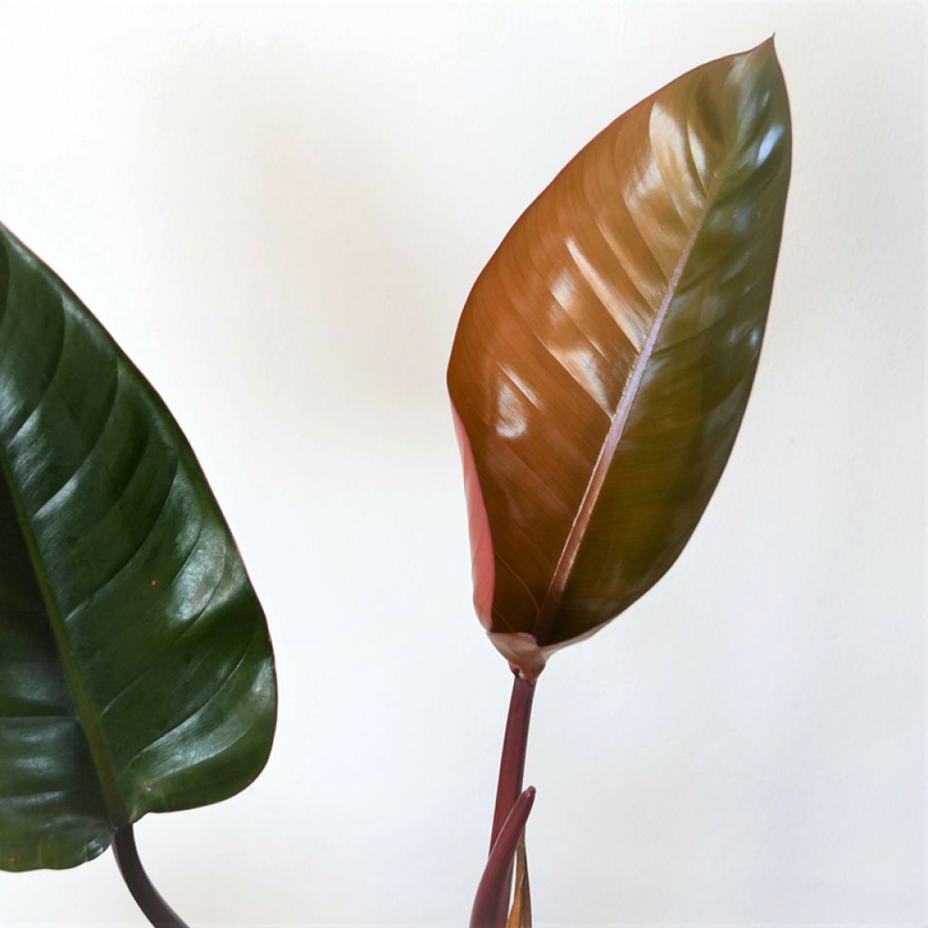 Philodendron Red Congo