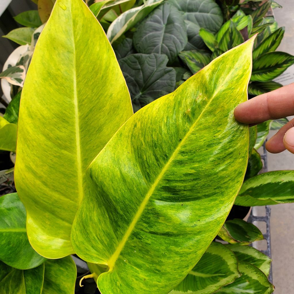 Philodendron Calkins Gold - Baumfreund