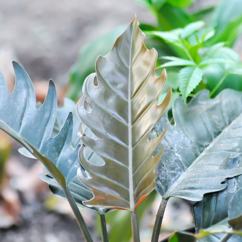 Philodendron Caramel Pluto