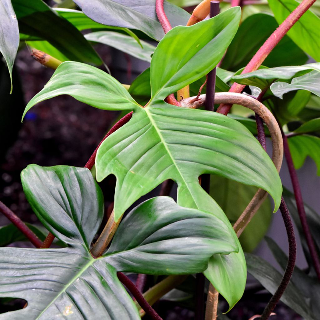 Philodendron Florida Ghost