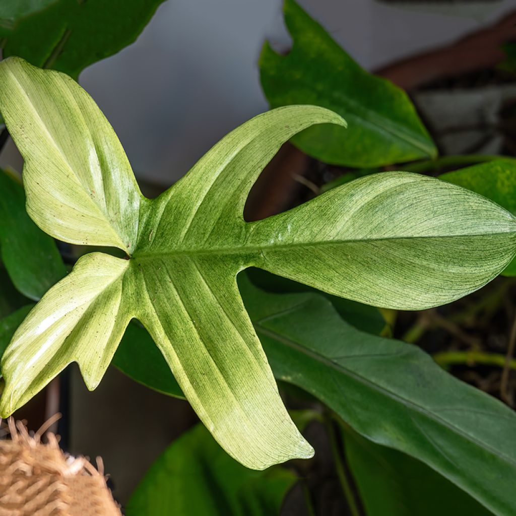 Philodendron Florida Ghost