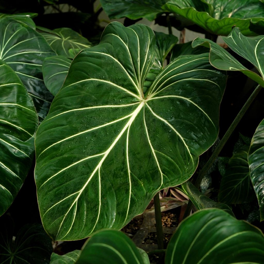 Philodendron gloriosum