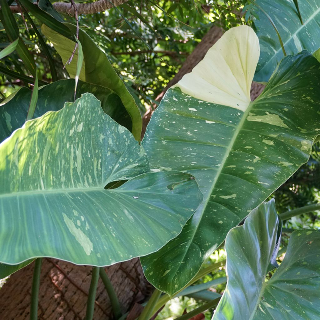 Philodendron Jose Buono