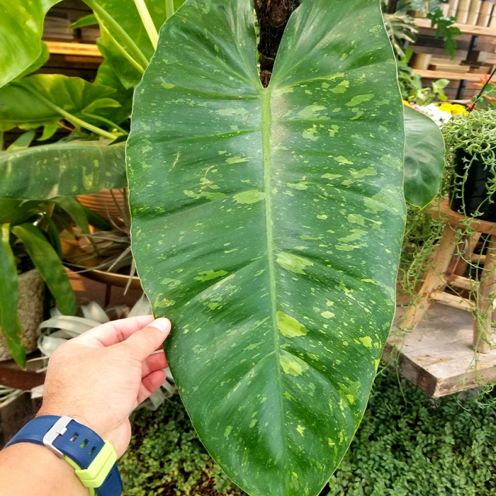 Philodendron Jose Buono