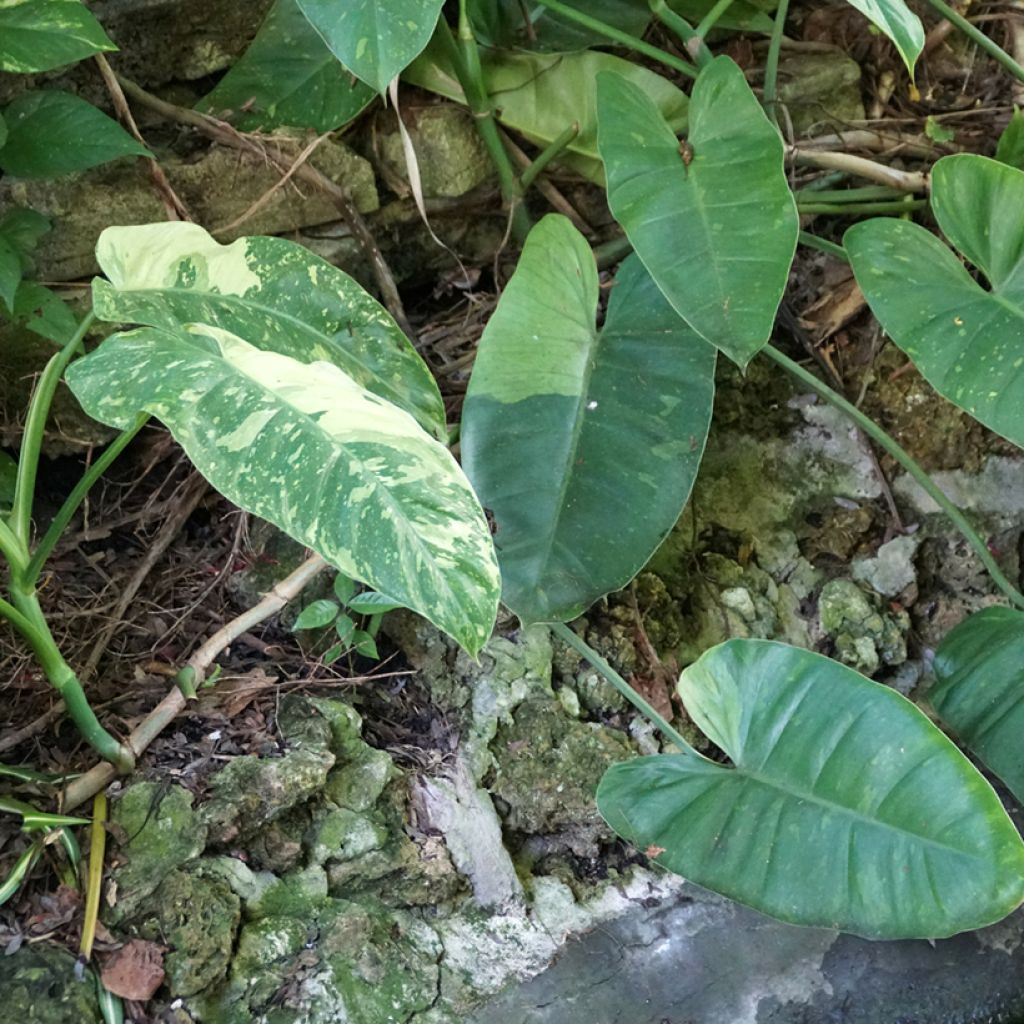 Philodendron Jose Buono