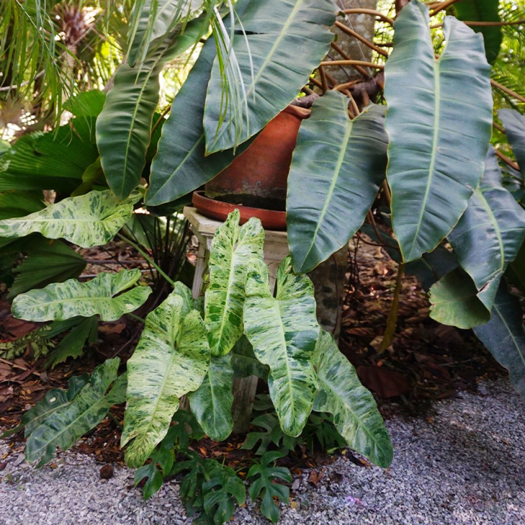 Philodendron Paraiso Verde
