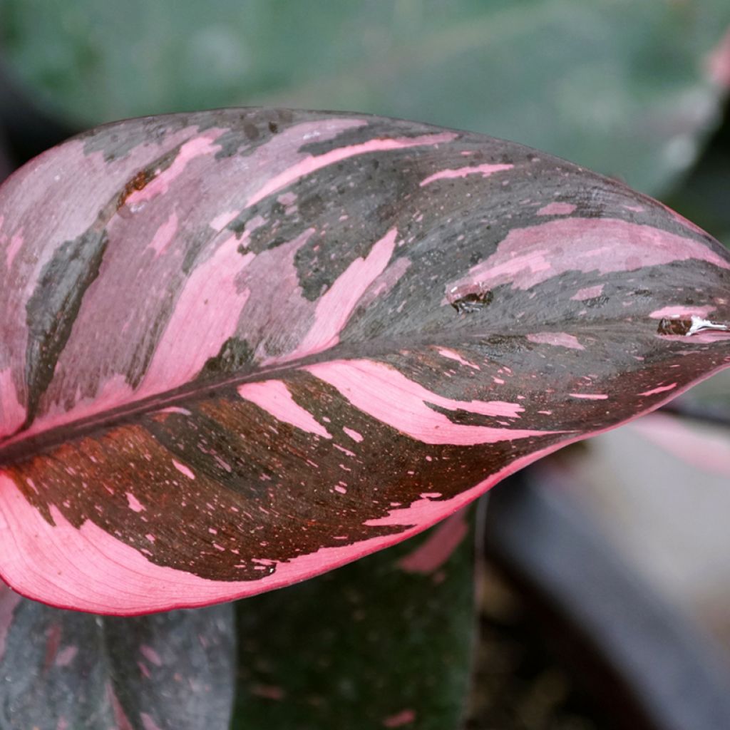 Philodendron Pink Princess