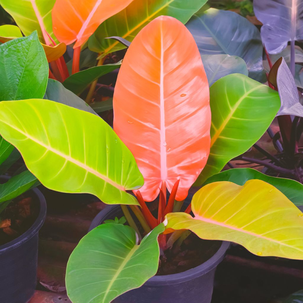Philodendron Prince of Orange