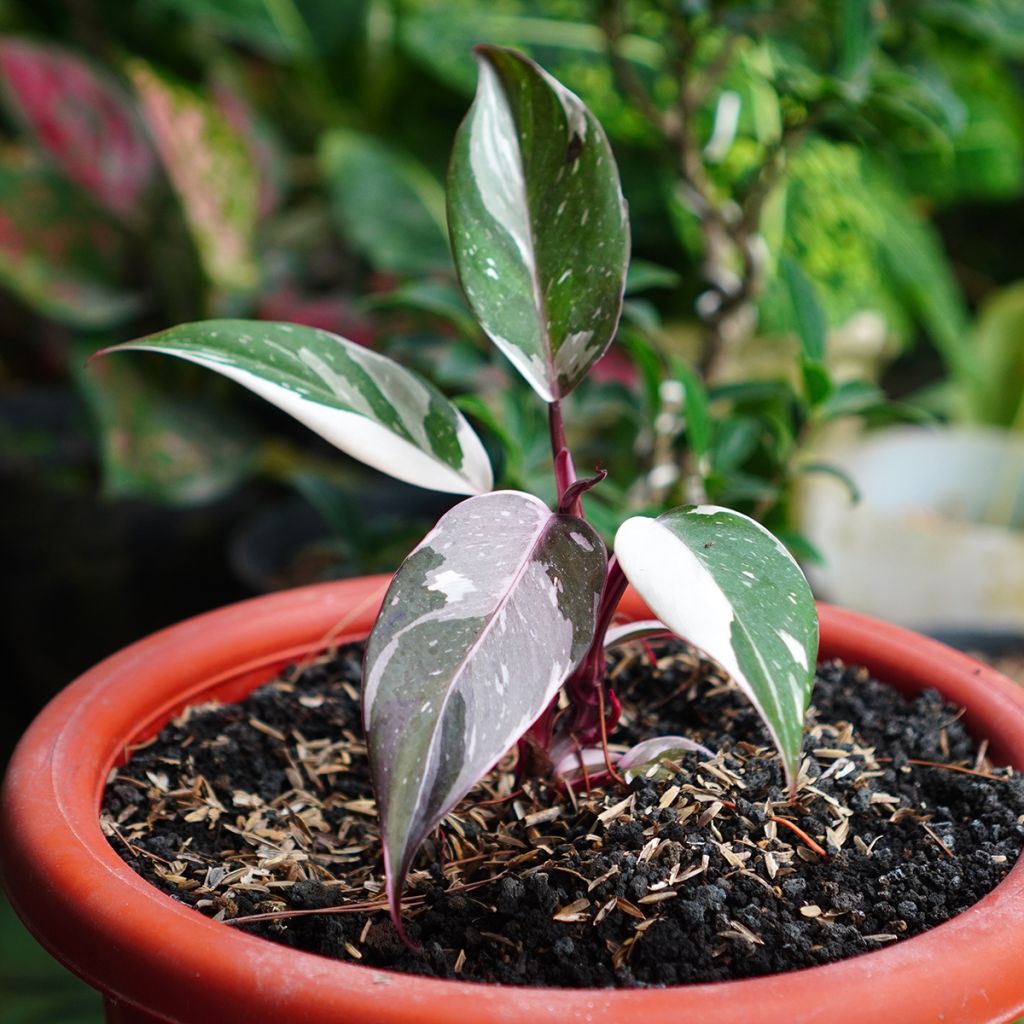 Philodendron Red Anderson - Baumfreund