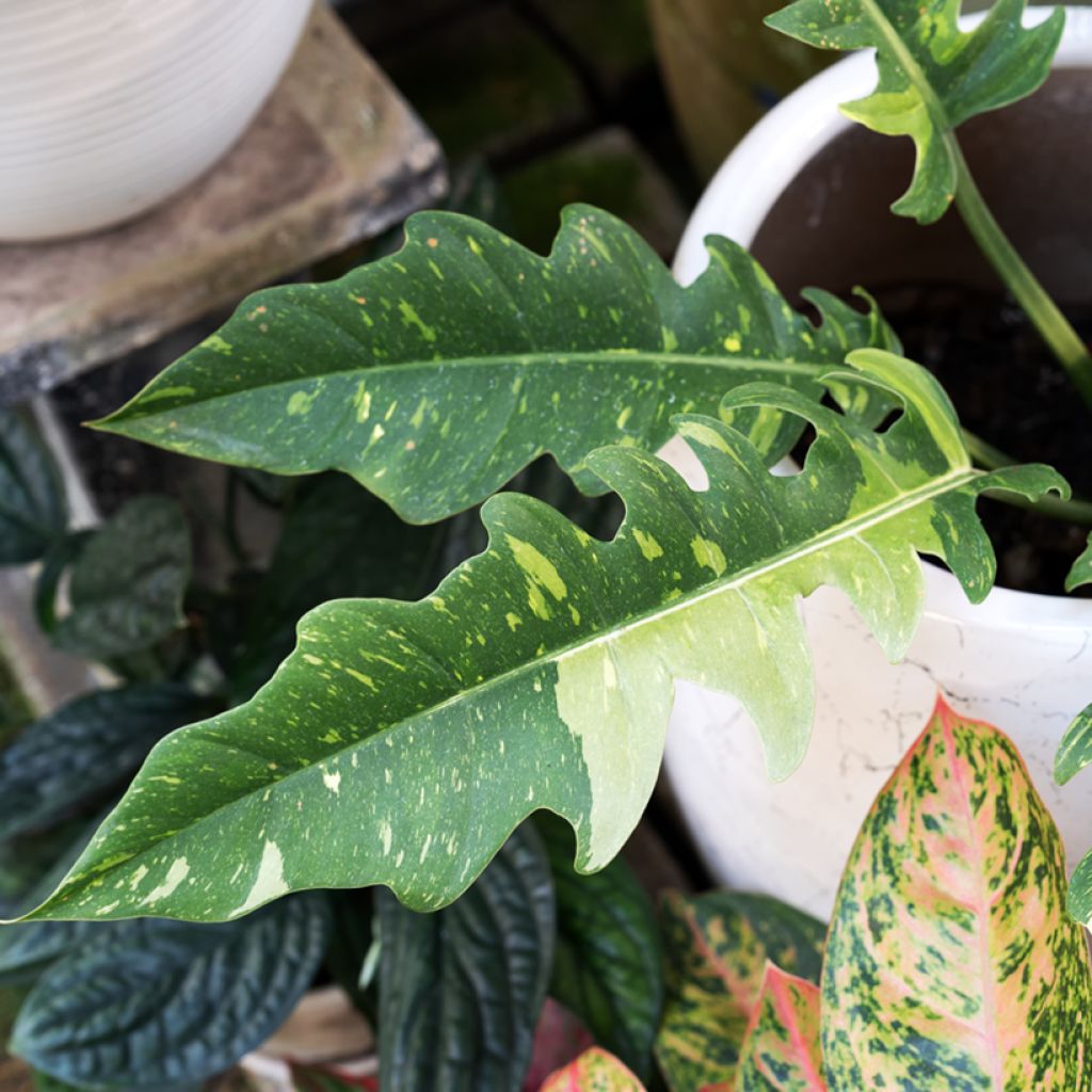 Philodendron Ring of Fire