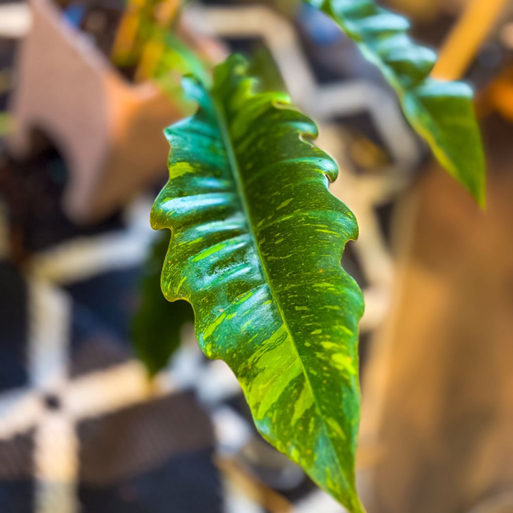 Philodendron Ring of Fire