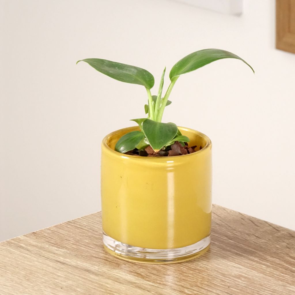 Philodendron rugosum Aberrant