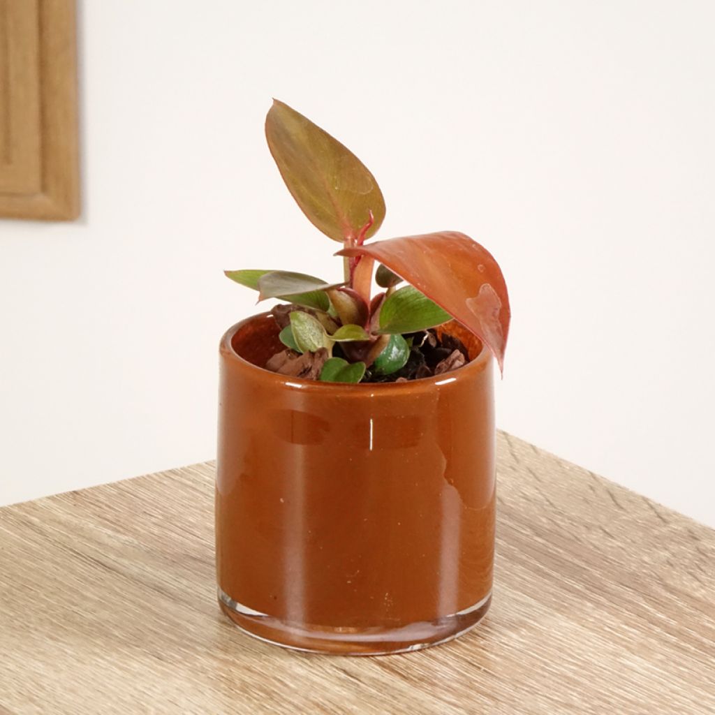 Philodendron Sun Red