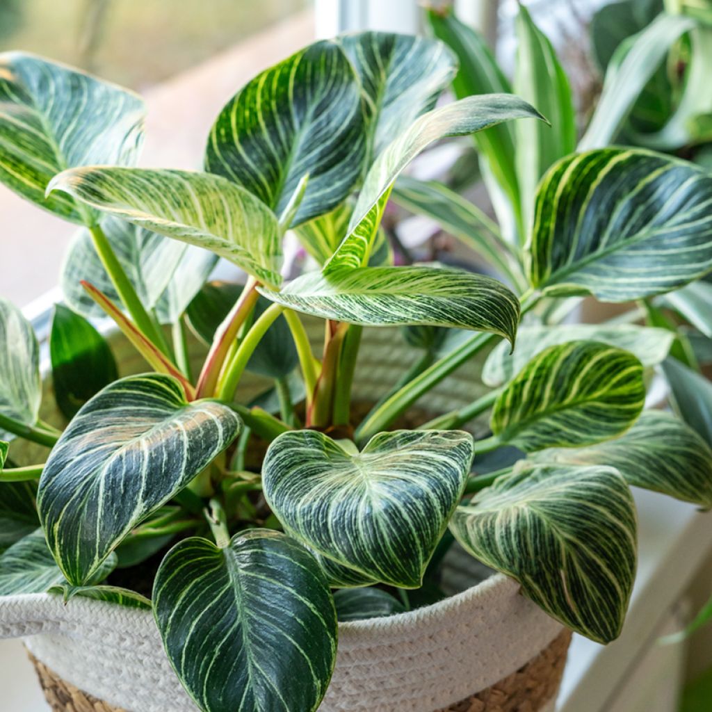 Philodendron White Measure