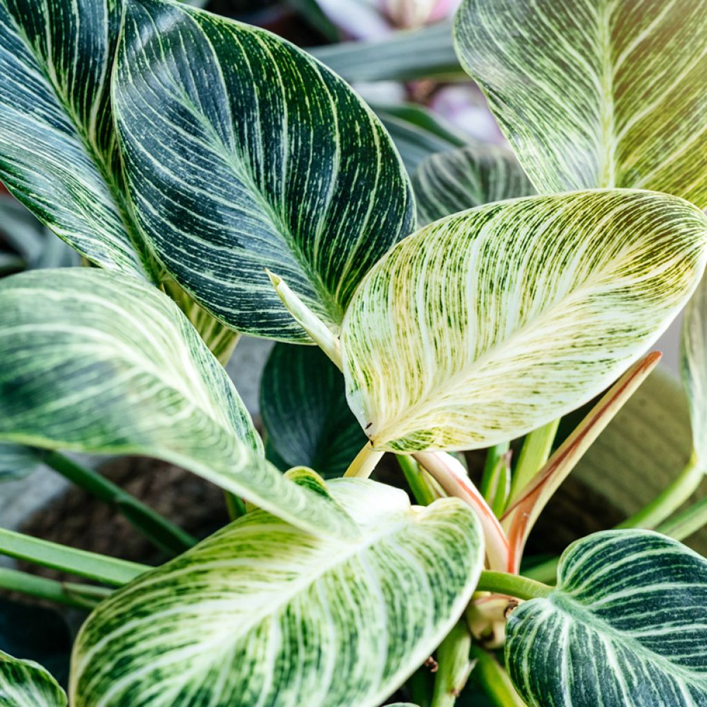 Philodendron White Measure