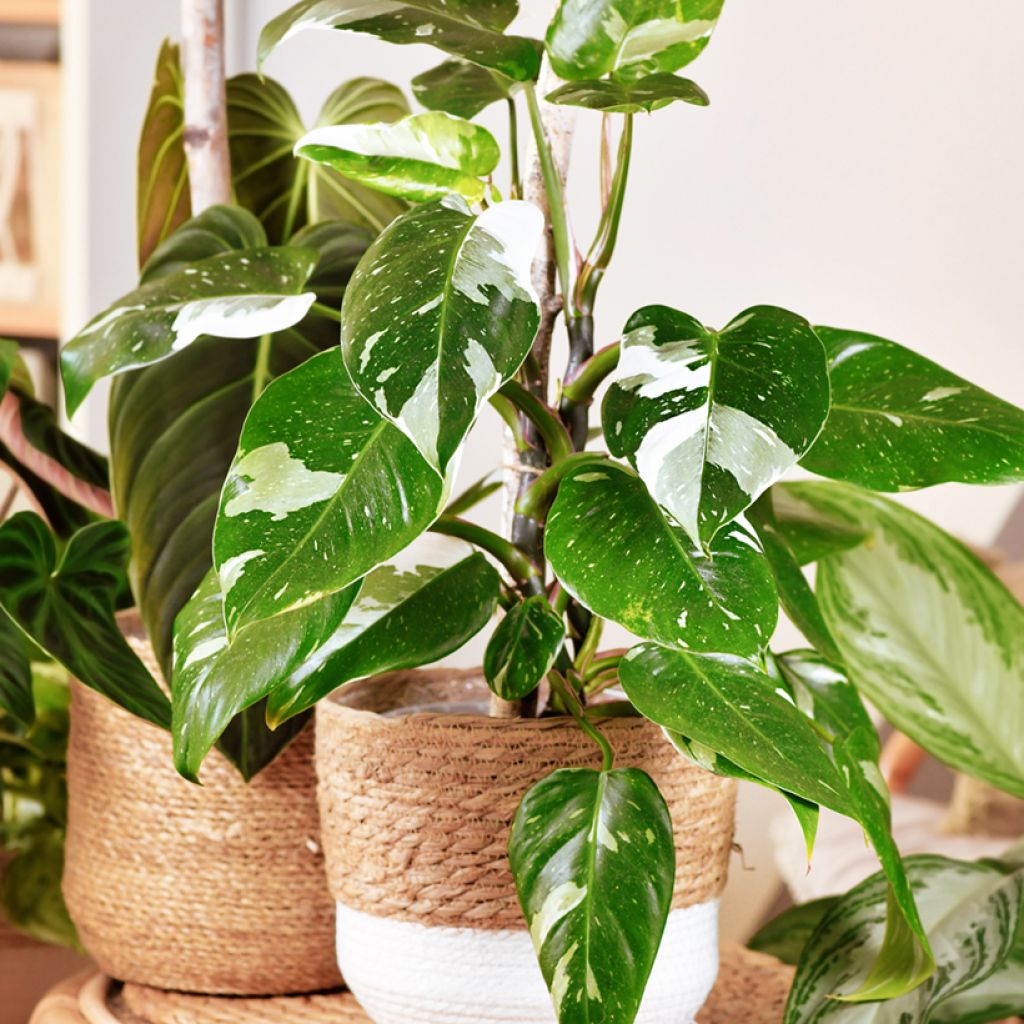 Philodendron White Princess