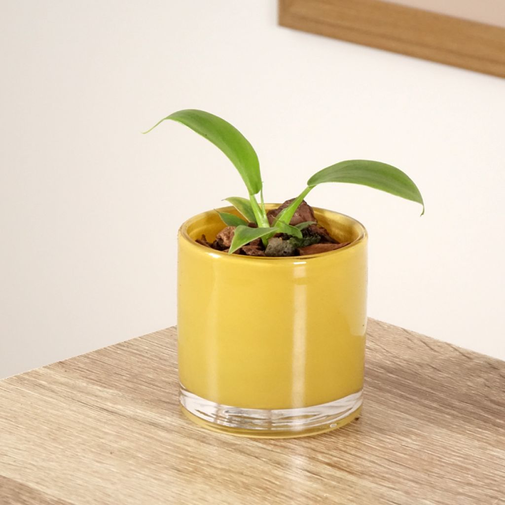 Philodendron applanatum