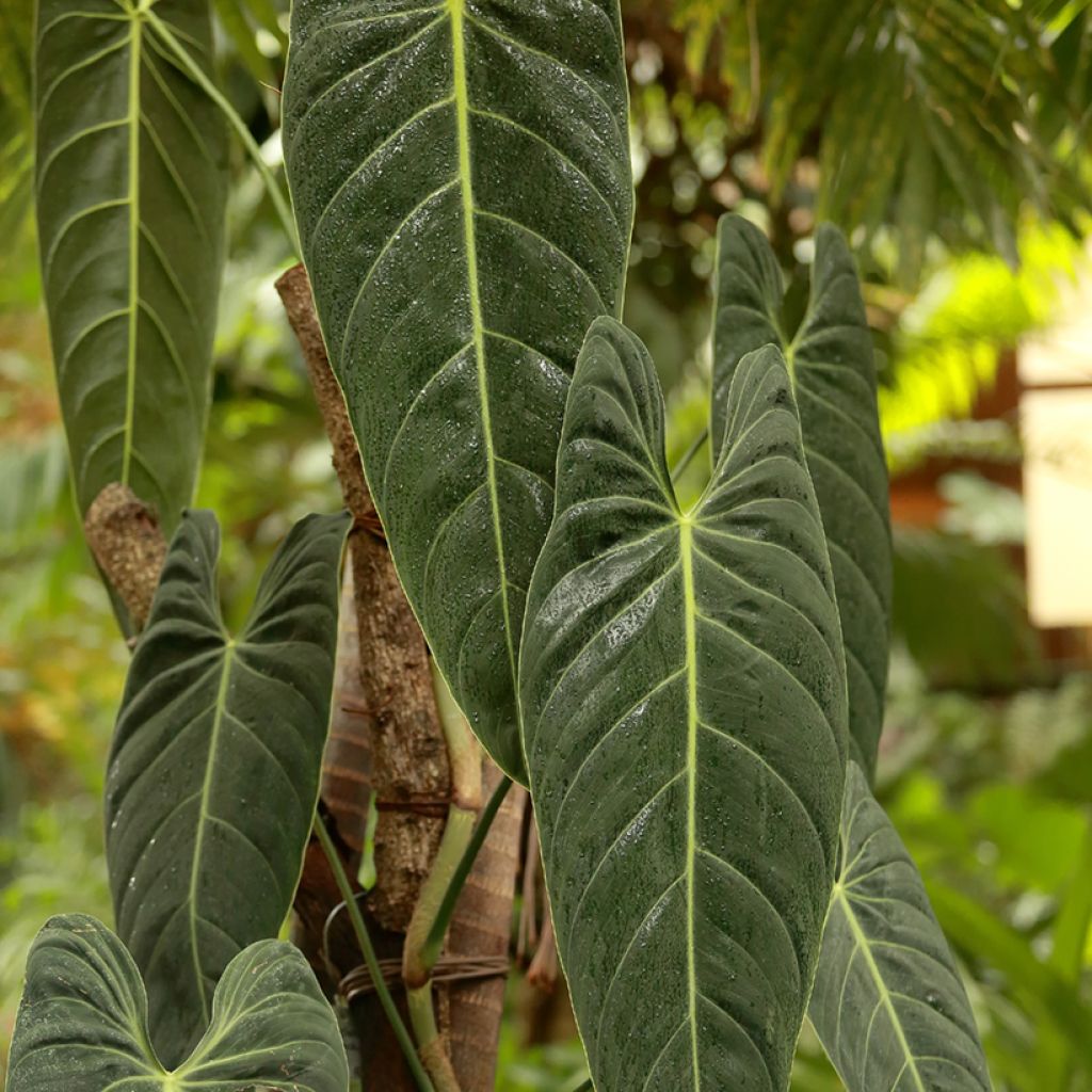 Philodendron melanochrysum