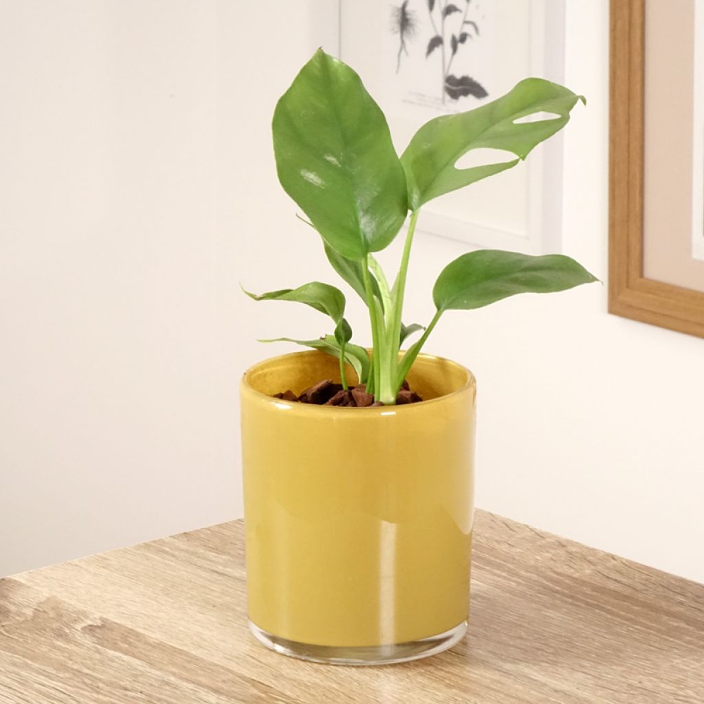 Philodendron Minima - Monstera minima