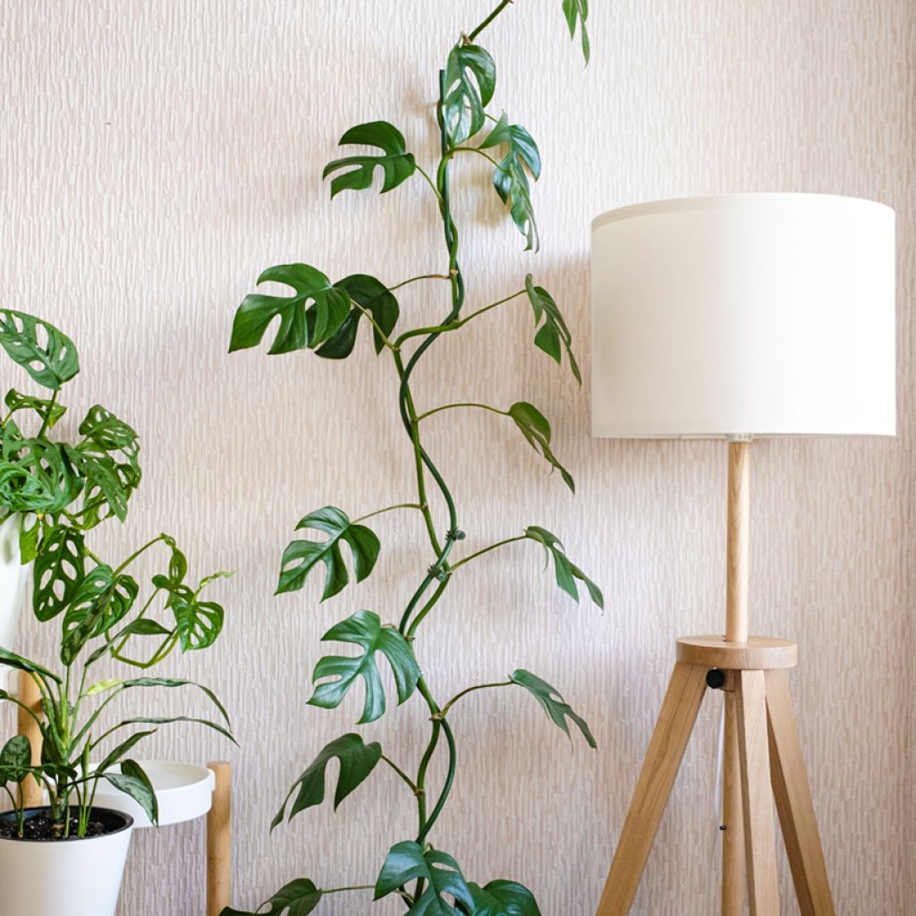 Philodendron Minima - Monstera minima