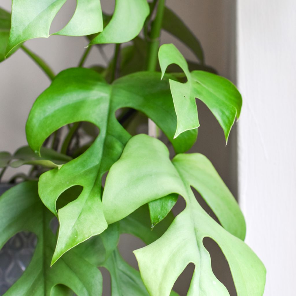 Philodendron Minima - Monstera minima