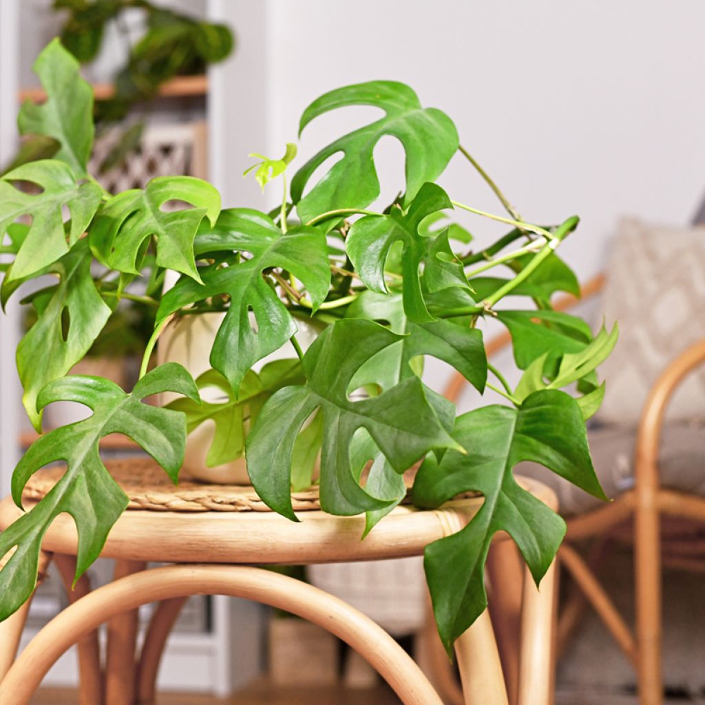 Philodendron Minima - Monstera minima