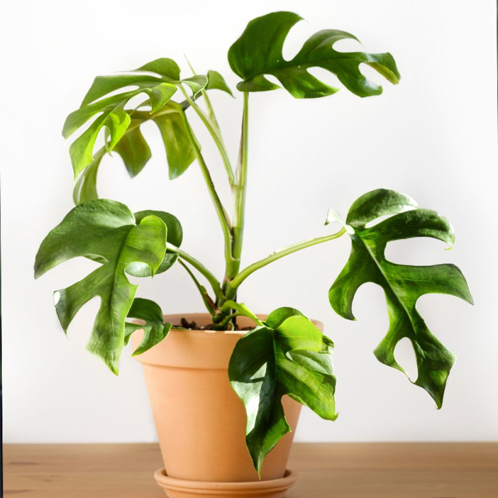 Philodendron Minima - Monstera minima