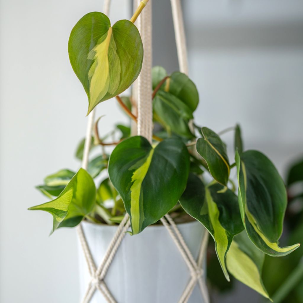 Philodendron scandens Brasil - Kletternder Philodendron