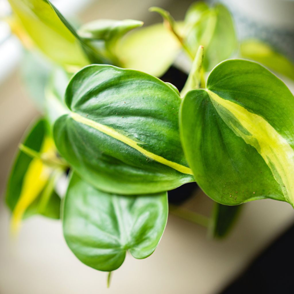 Philodendron scandens Brasil - Kletternder Philodendron