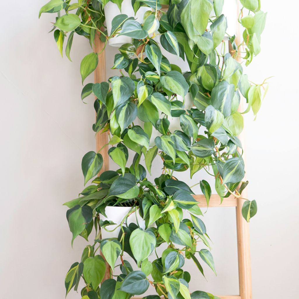 Philodendron scandens Brasil - Kletternder Philodendron