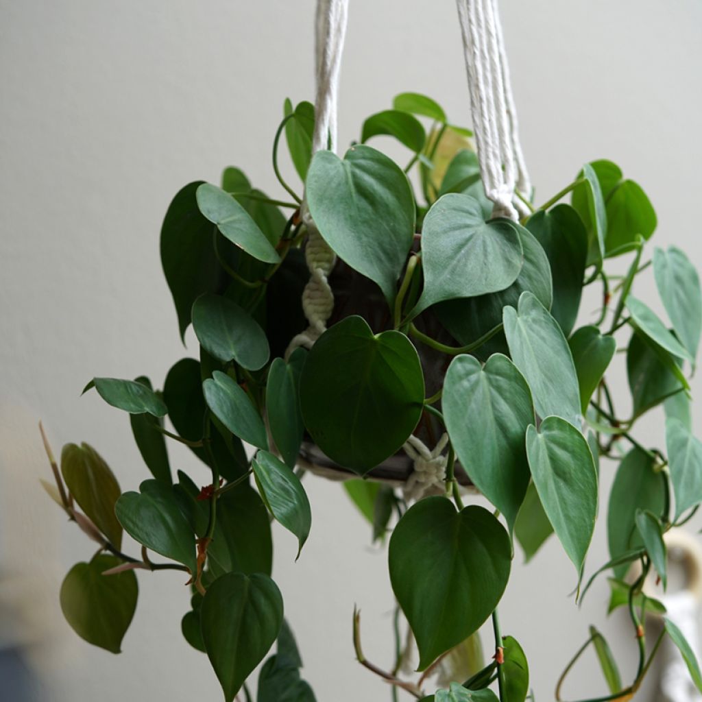 Philodendron scandens - Kletternder Philodendron