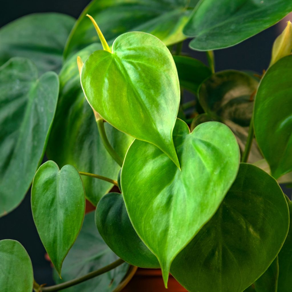 Philodendron scandens - Kletternder Philodendron