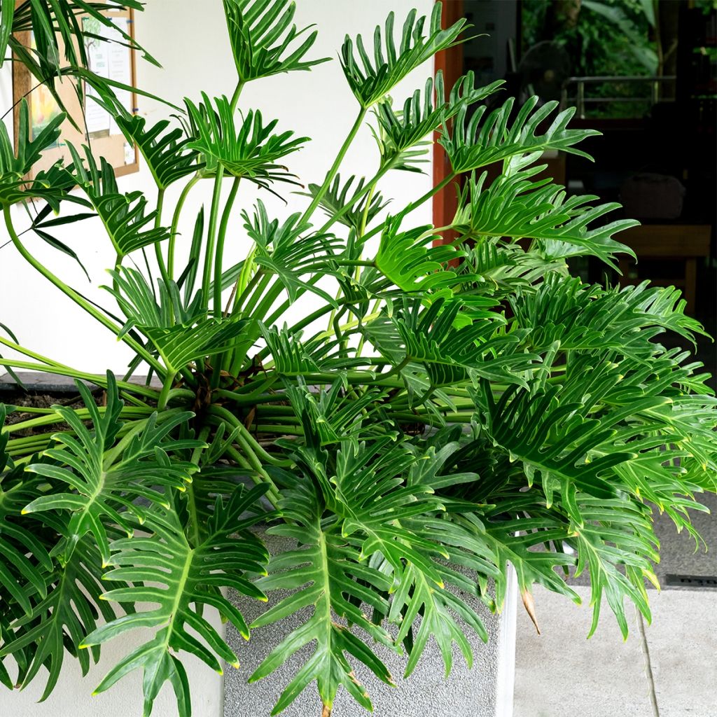 Philodendron xanadu - Thaumatophyllum xanadu