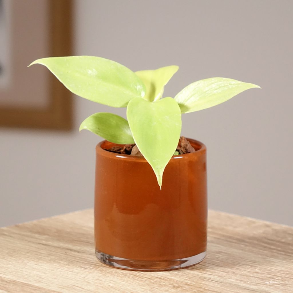 Philodendron Golden Violin