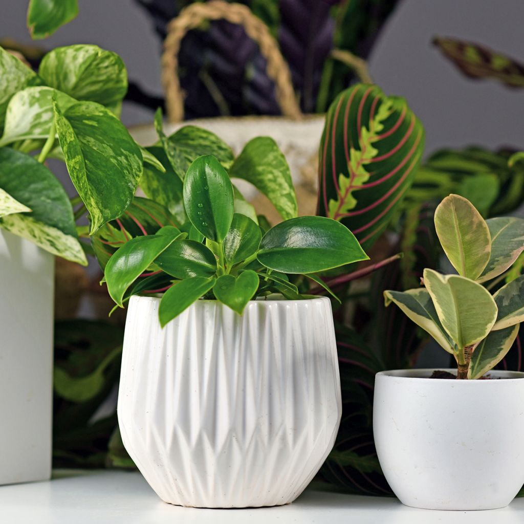 Philodendron Green Princess - Baumfreund