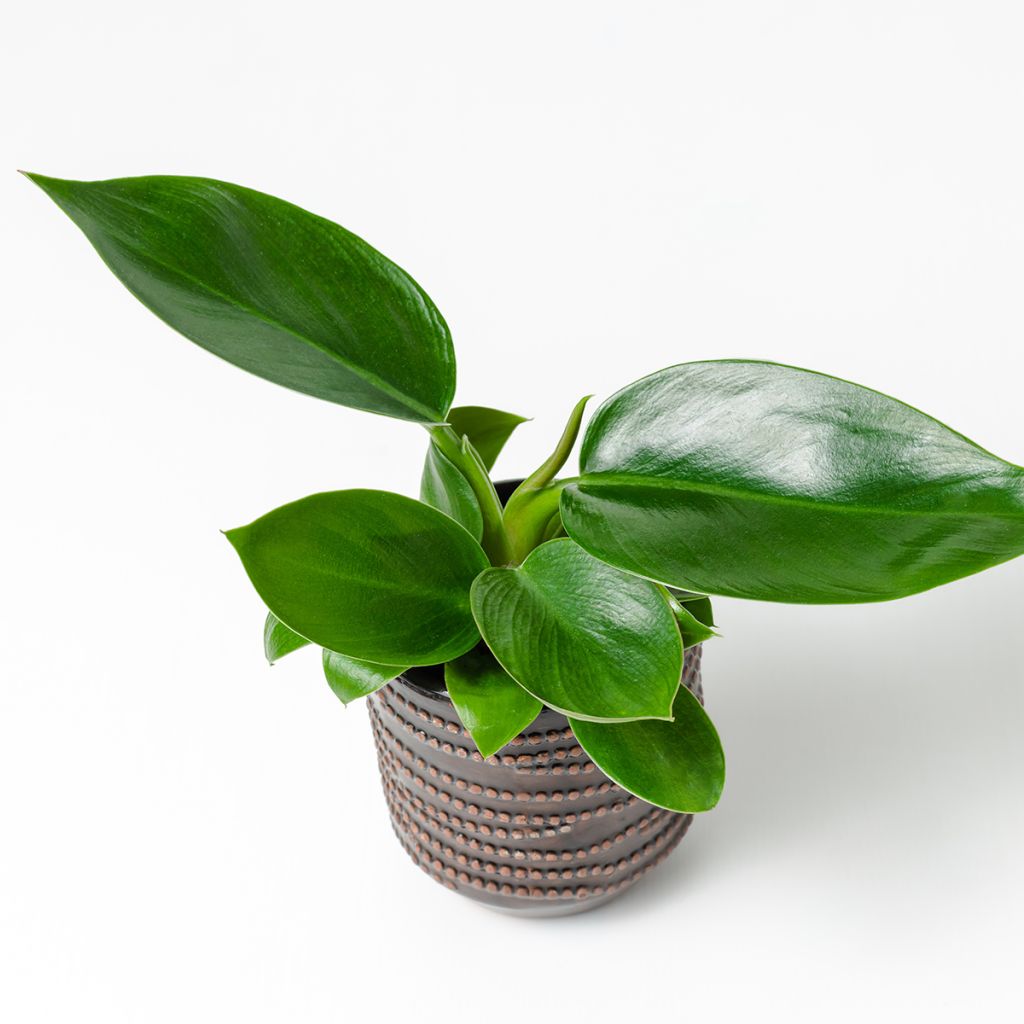 Philodendron Green Princess - Baumfreund
