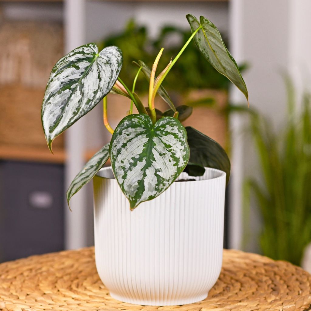 Philodendron brandtianum - Baumfreund