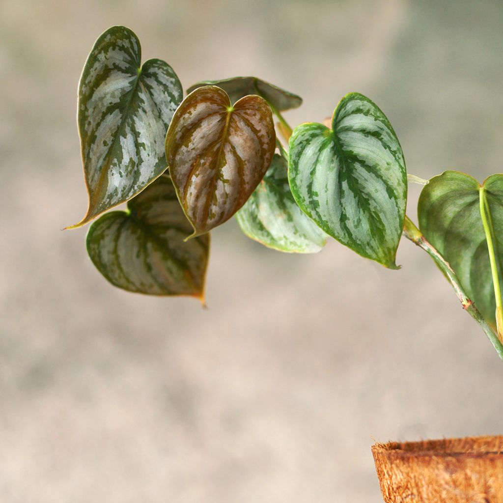Philodendron brandtianum - Baumfreund