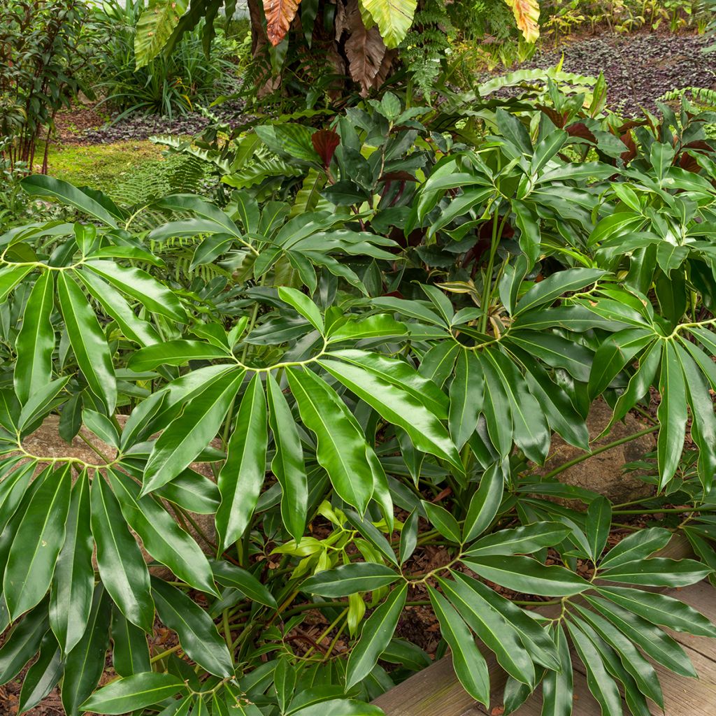 Philodendron goeldii - Baumfreund